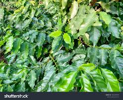 Image result for Clausena lansium