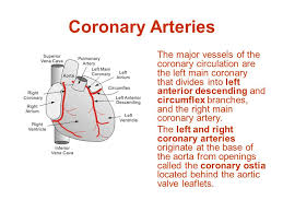 We did not find results for: Coronary Circulation Ppt Video Online Download