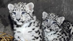 Resultado de imagen de snow leopard