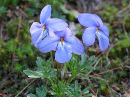 They may produce impressive displays of flowers, colorful clusters of fruit. New England Is Losing Its Native Plants Researchers Say It S Time To Stop And Smell The Wildflowers Earthwhile