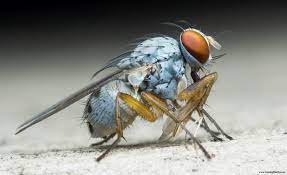 A Little Blue Tiger Fly Eating The Head Of Some Other Smaller Flying Insect You Know Just Hanging Out Tiger Flying Blue Tigers Flying Insects