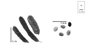 Image result for Pseudoeriosema andongense