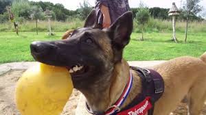 Epingle Sur Les Chiens