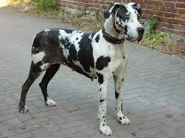 Great dane puppy for sale in scottsville, ky, usa. How Much Do Great Danes Cost Pricing Factors Breed Info
