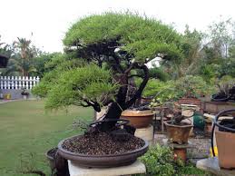 Cucur atap(beackea frutescens) adalah satu spesis bonsai yang cukup popular dikalangan peminat bonsai di sebelah pantai timur. Beackea Frutescens Malaysia Cucur Atap Celoreng Atap Bonsai Bonsai Art Bonsai Plants