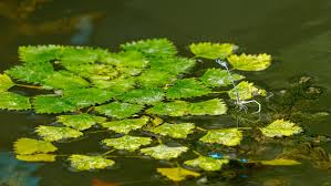 Image result for Trapa natans