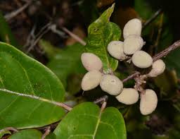 Image result for Dichapetalum