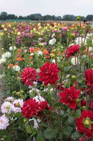 Dahlien Alles Uber Die Knolle Beim Garten Fraulein Dahlien Garten Kleiner Garten