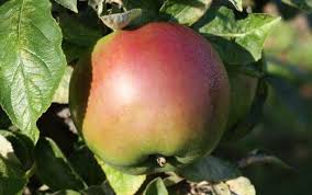 Image result for Granny Smith