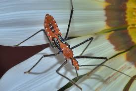 Image result for leaf-footed bug nymphs