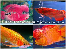 Saat ini sudah banyak toko toko ikan hias yang menjual alat pembersih kaca akuarium. Jual Ikan Hias Jual Ikan Hias Aquarium Provinsi Bengkulu