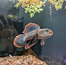 Channa Limbata Slayer
