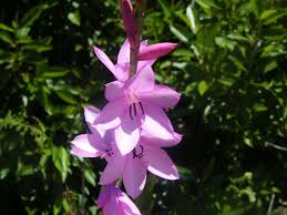 Image result for Watsonia borbonica