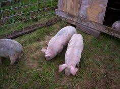27 Farm Pigs Ideas Pig Farming Raising Pigs Pig