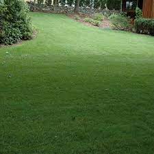 If you have any questions about any of our longhorns or would like to set up a time to visit feel free to contact us. Outsidepride Spf 30 Heat Drought Tolerant Hybrid Bluegrass Lawn Grass Seed 10 Lbs Garden Outdoor Amazon Com