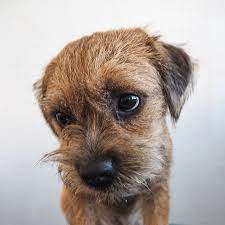 Border Terriers Pets Border Terrier Border Terrier Puppy Terrier Mix Dogs