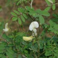 Image result for Tephrosia villosa