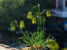 Image result for Albuca nigritana