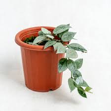 Image result for Olax aschersoniana