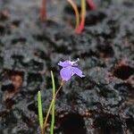 Image result for Murdannia semiteres