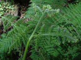 Image result for Hypolepis