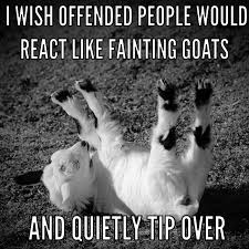 Solis Occasus Villa Fainting Goats Www Solisoccasusvilla Com Fainting Goat Animal Fashion Goats