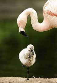 Karanligi Aydinlatan Isik Komik Resim Baby Animals Pictures Cute Animals Baby Animals