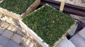 Check spelling or type a new query. Starcarpetlv Dwarf Carpet Of Stars Backyard In Las Vegas Ruschia Nana Pat Pend Youtube
