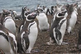 Als joao pereira de souza den pinguin vor seinem haus auf einer insel vor rio de janeiro fand, war der seevogel in einem besorgniserregenden zustand. Why Does A Penguin Visit A Brazilian Fisherman Every Year Csmonitor Com