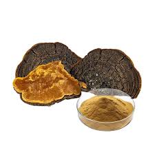 Image result for Phellinus igniarius