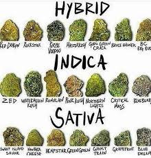 hybrid weed chart bedowntowndaytona com