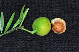 Image result for Afrocarpus falcatus