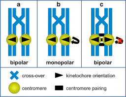 They carry the same sequence of genes (but not necessarily the same alleles) for the same traits. Couples Pairs And Clusters Mechanisms And Implications Of Centromere Associations In Meiosis Springerlink