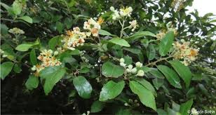 Image result for Grewia arborea
