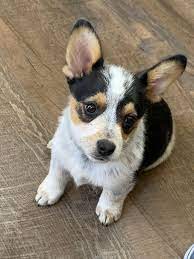 We did not find results for: Cowboy Corgi The Complete Guide Dogsintl Cowboy Corgi Corgi Puppies