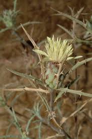 Image result for Carduus leptacanthus