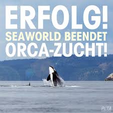 Dafür arbeiten wir schritt für schritt an konkreten verbesserungen für pflegebedürftige, pflegende angehörige und pflegepersonal. Peta Deutschland Breaking News Erfolg Fur Orcas Seaworld Hat Soeben Bekannt Gegeben Die Zuchtprogramme Von Orcas Einzustellen Zukunftigen Generationen Von Orcas Bleibt Die Qualhaltung Nun Erspart