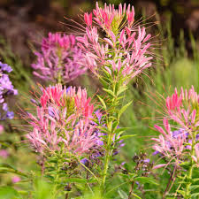 Image result for Cleome spinosa