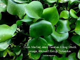 We did not find results for: Celah Manfaat Dalam Tanaman Eceng Gondok Sebagai Alternatif Energi Terbarukan Damar Aisyah S Blog