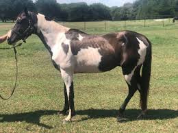 Black And White Paint Horses For Sale In Colorado American Paint Horse Association Gelding For Sale In Oklahoma Cashius Que Myhorseforsale Com Equ Horses American Paint Horse American Paint