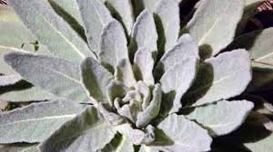 The name lamb's ears comes from the shape of the leaves and the fuzziness of the coating on them, which resembles the ears of baby lambs. Lamb S Ears Lamb S Tongue A Portrait Of A Perennial Flower Howstuffworks