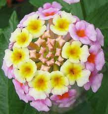 Lantana Camara Flowers Variety Of Verbena Creative Flower Arrangements Flower Seeds Lantana