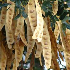 Image result for Brackenridgea zanguebarica