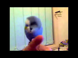 Muhabbet Kusu Evcillestirme Ve Konusturma Youtube