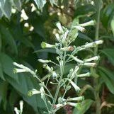 Image result for Nicolasia coronata