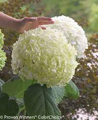 Get Proven Winners Hydrangea Incrediball In Mi At English Gardens Nurseries Serving Clinton Township Dearborn Heights Eastpointe Royal Oak West Bloomfield And The Plymouth Ann Arbor Michigan Areas