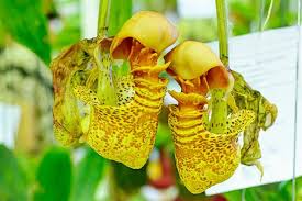 We did not find results for: This Is How You Need To Take Care Of A Pitcher Plant Gardenerdy