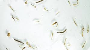 Aedes mosquito eggs in water. Dengue Fever Mosquitoe Larva Swamp Stock Footage Video 100 Royalty Free 2130863 Shutterstock