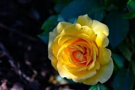 Image result for Honeysuckle 1972 Austin