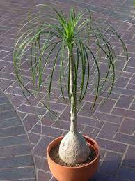 My ponytail palm is so pretty ♥ i love that part that's growing from the middle of the trunk. Pin On Plants And Caring For Them
